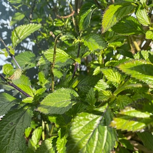 2 Vervain Plants