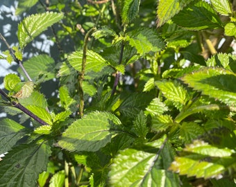 2 Vervain Plants