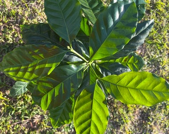 Arabica Coffee Tree