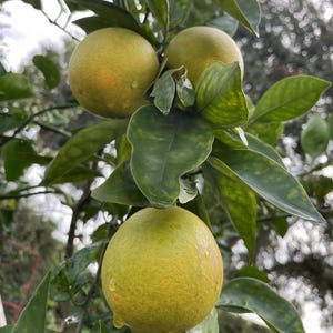 May include: Close-up of three green oranges hanging from a tree branch with green leaves. The oranges are round and have a slightly bumpy texture.