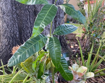 Mango Trees (Julie Mango Tree)