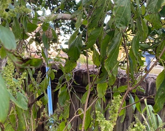 Guinea Hen Weed Plants