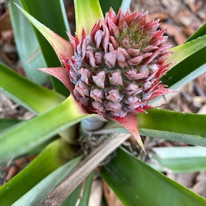 Pineapple plant