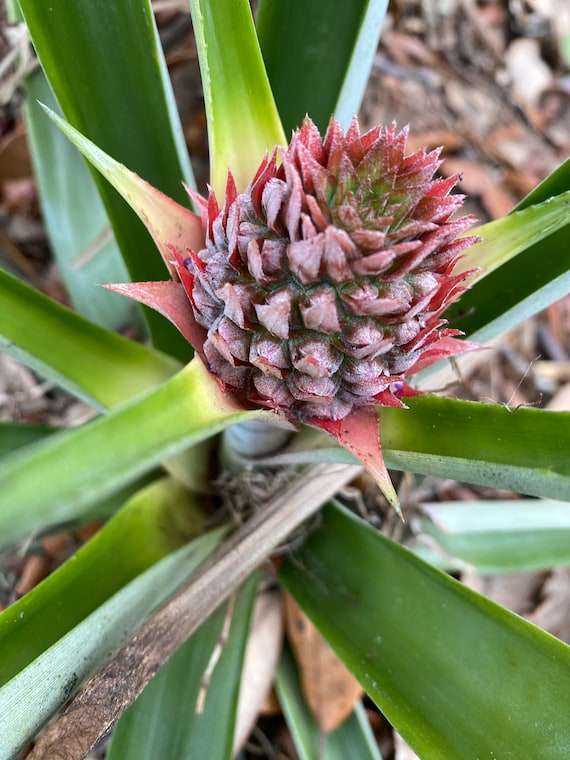Pineapple Plant - Etsy Australia