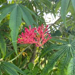 May include: A close-up of a plant with large, green, palmate leaves. A cluster of small, bright pink flowers with tiny buds is in the foreground. The background is blurred, with glimpses of sunlight and other foliage.
