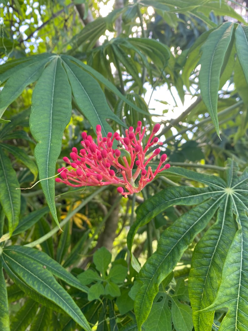 12-18 inch Jatropha Multifida Tree aka Coral Plant or Seeds image 1