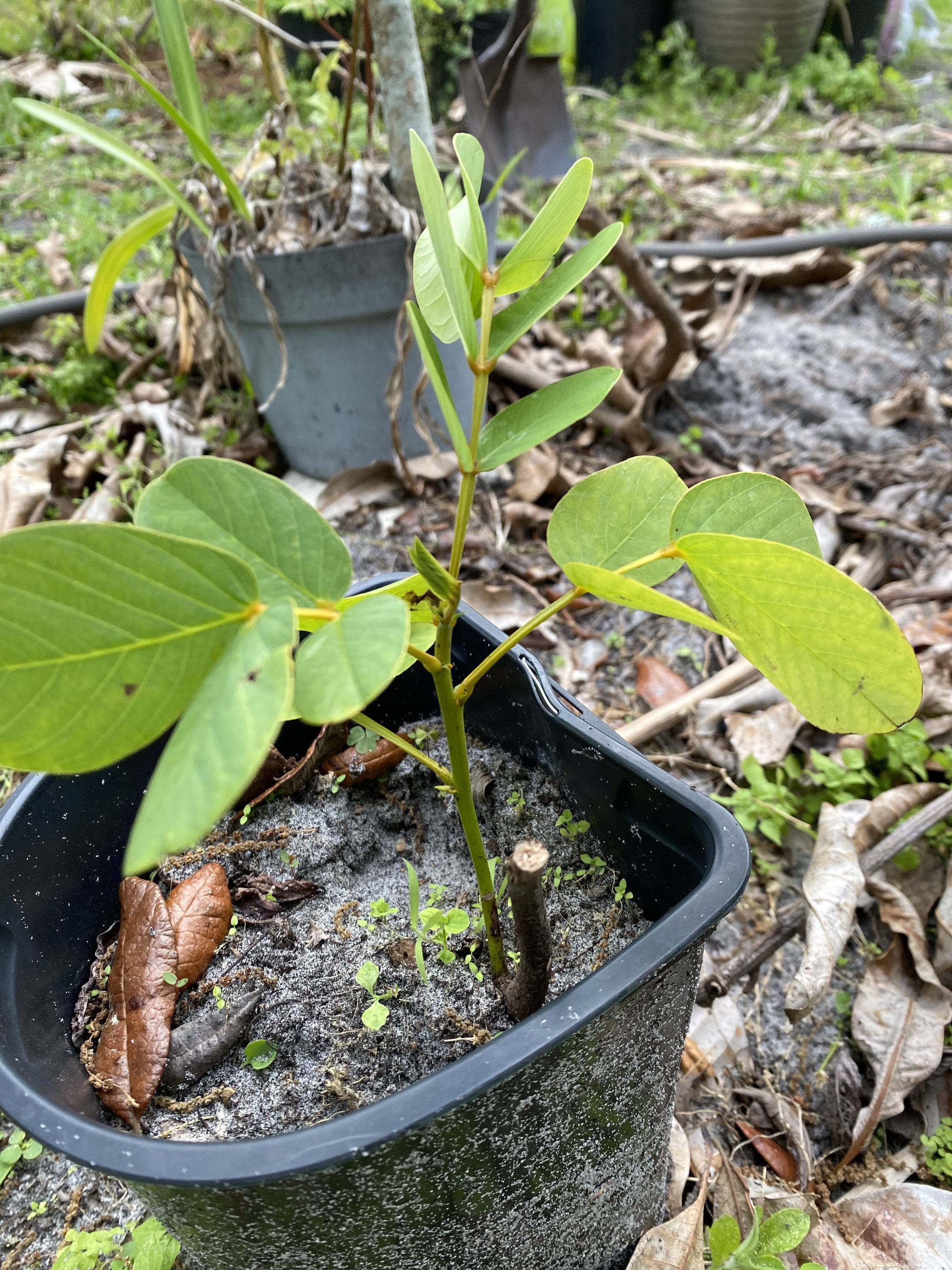 Jamaican King of the Forest Plant And/or Leaves (candle Bush) - Etsy