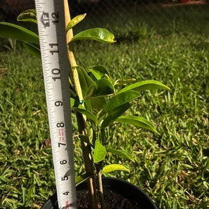 Soursop Tree, Sweet Sop Tree, and Seeds