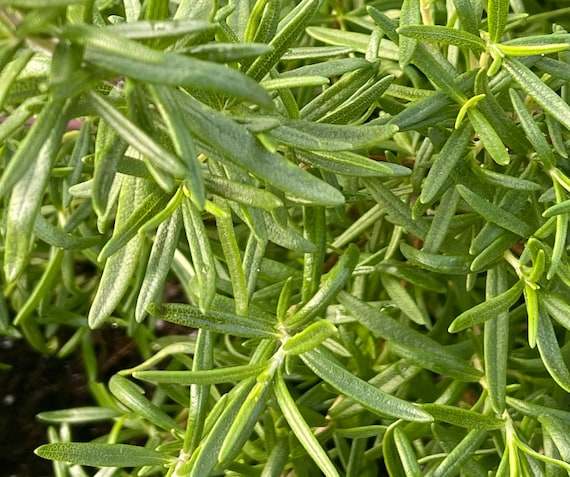 Rosemary Plant, & Sprigs - Etsy Canada