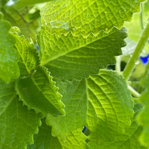 May include: Close-up of green leaves with a textured surface and scalloped edges.