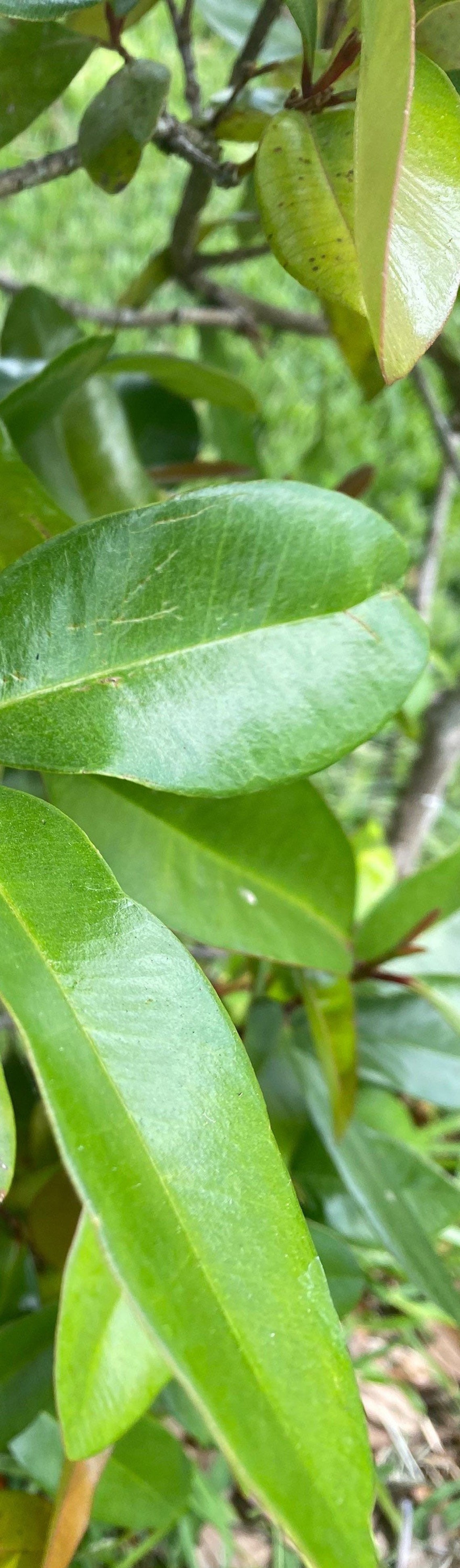 Bay Rum Leaves Picked fresh at the time of your order Etsy
