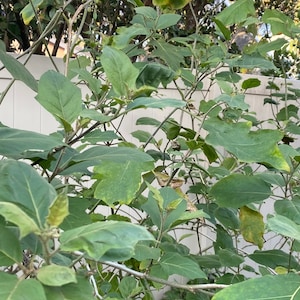 Susumba Plants, seeds, and Leaves aka Turkey Berry Leaves (Picked at the time of your order)