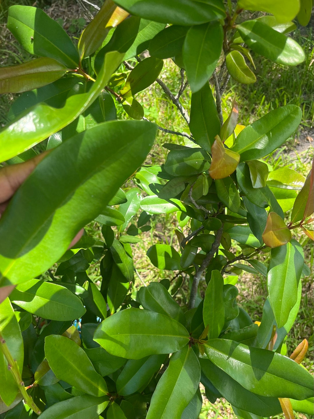 Bay Rum Leaves picked Fresh at the Time of Your Order Etsy