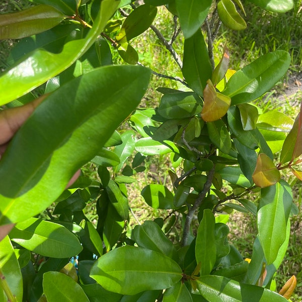 Bay Rum Leaves (Picked fresh at the time of your order)