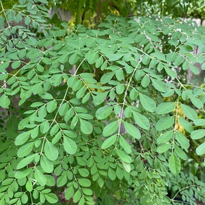 Moringa Leaves and Seeds