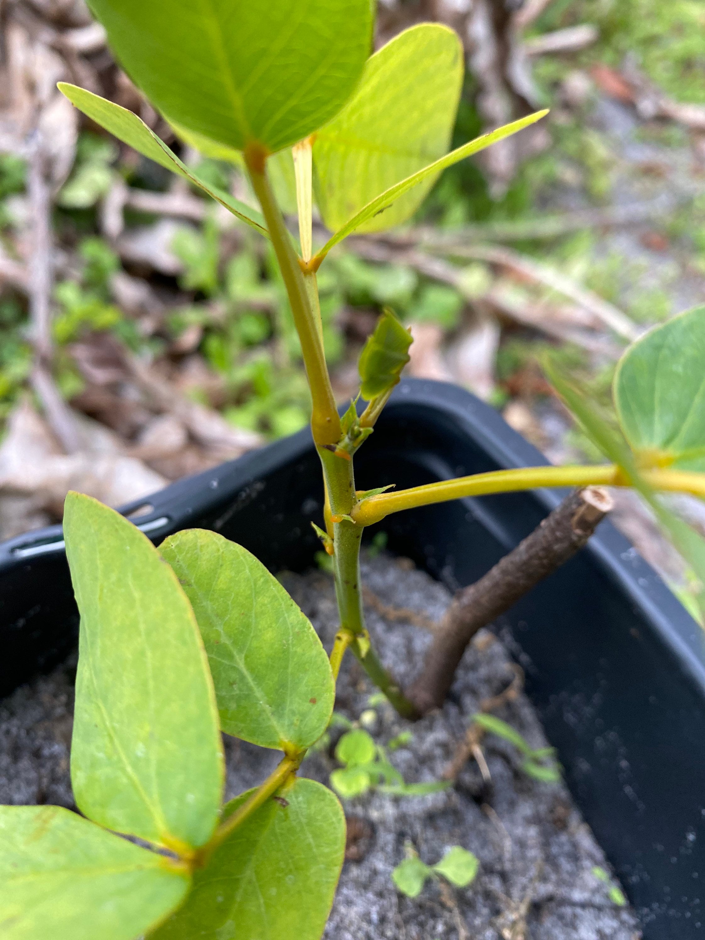 Jamaican King of the Forest Plant And/or Leaves (candle Bush) - Etsy