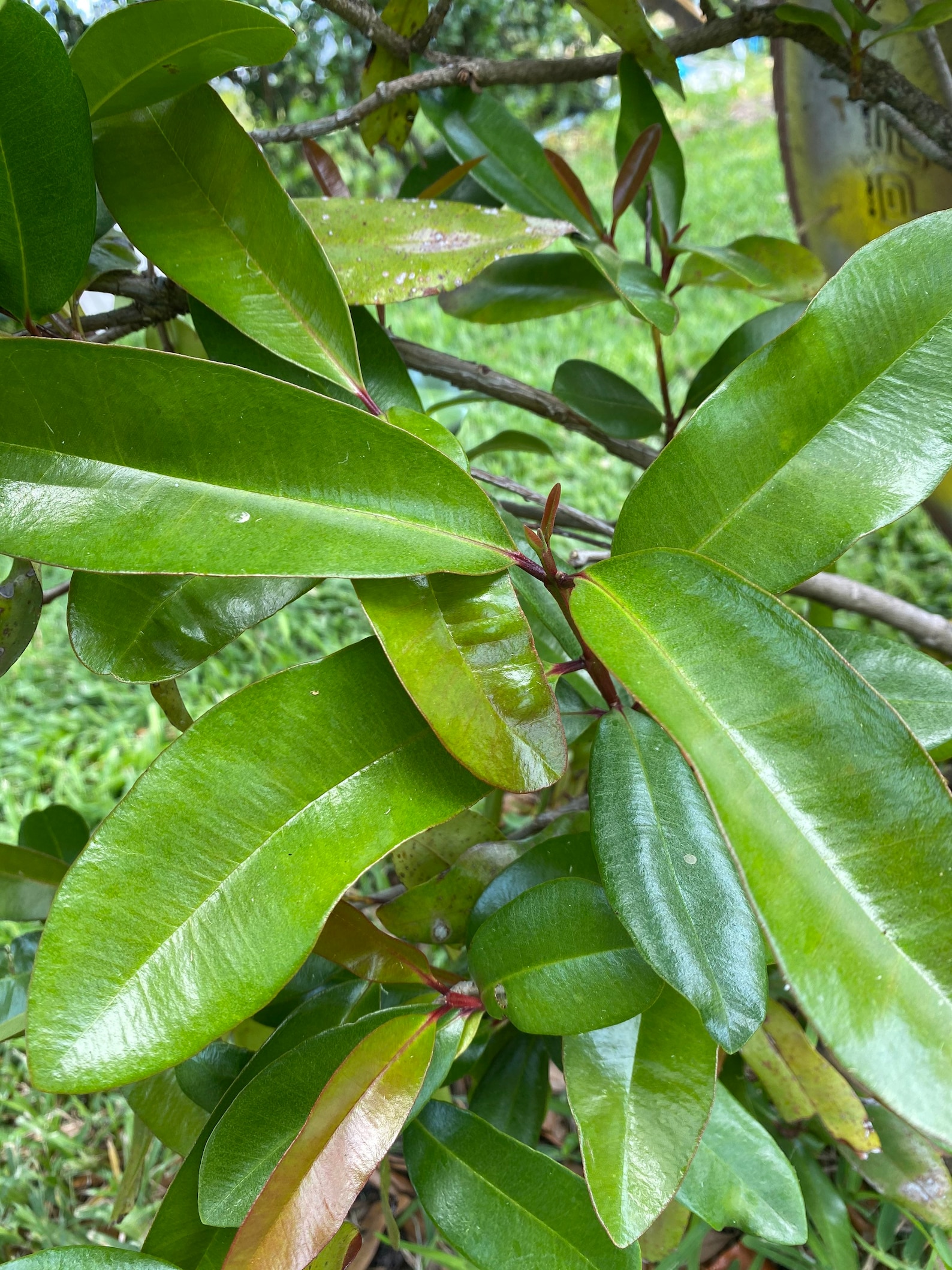 Bay Rum Leaves Picked fresh at the time of your order Etsy