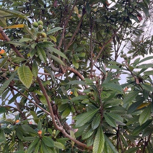 Loquat Trees, Seeds, and Leaves