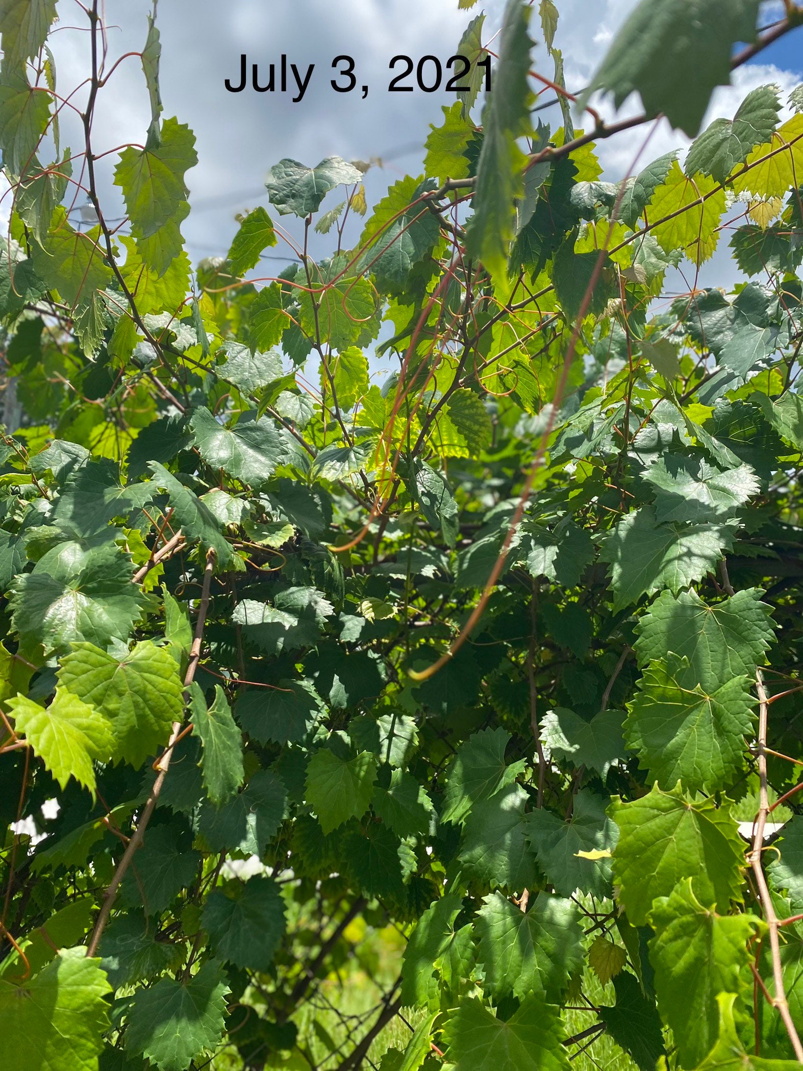 Grapevine Leaves (Picked fresh at the time of your order)