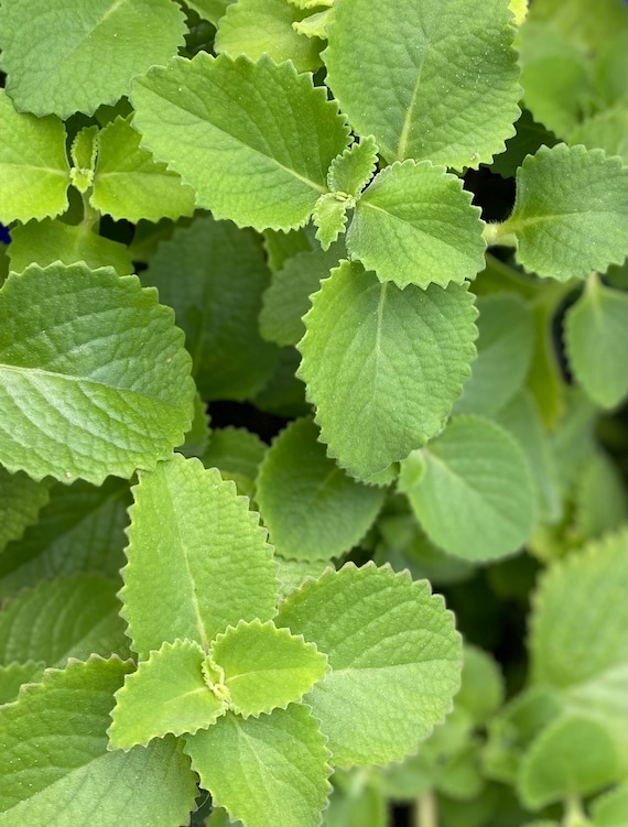 Broad Leaf Thyme aka broadleaf Thyme Spanish Thyme Cuban Etsy