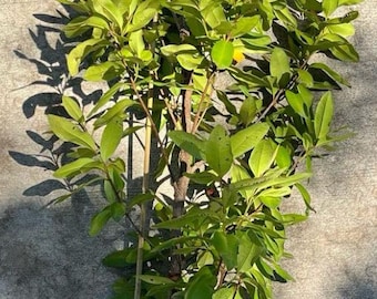 3-4 FT Bay Rum Tree with Root