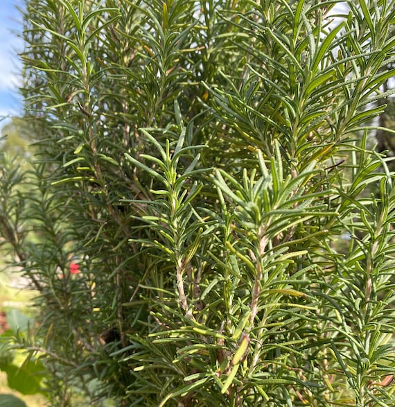 Rosemary Plant, & Sprigs - Etsy 日本