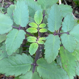 Leaf of life Plant 2 inches to 15 inches