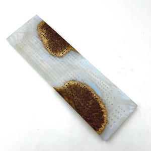 Tablero de cribbage premium hecho a mano en COOLIBAH BURL + resina epoxi azul fantasma / incluye clavijas de metal y almacenamiento / ¡Grabado disponible!