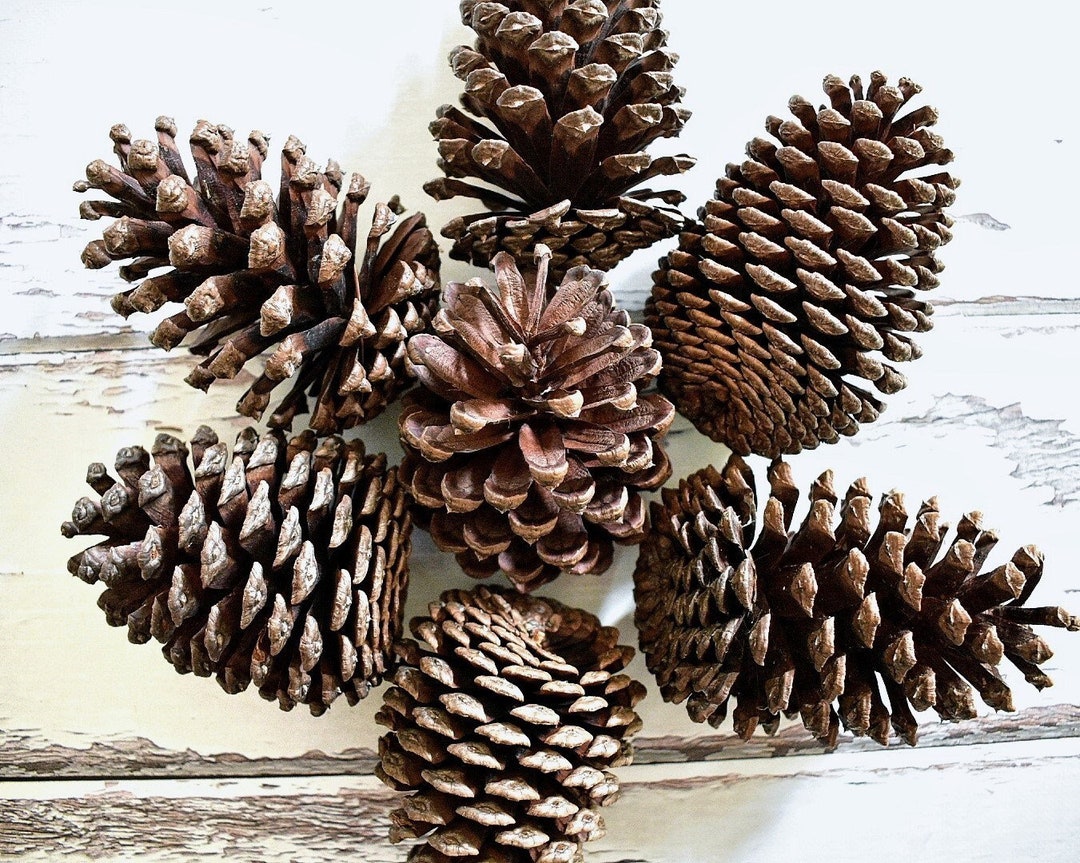 Large Pine Cones Natural Foot and Chew Toy for Birds, Rabbits, Rats