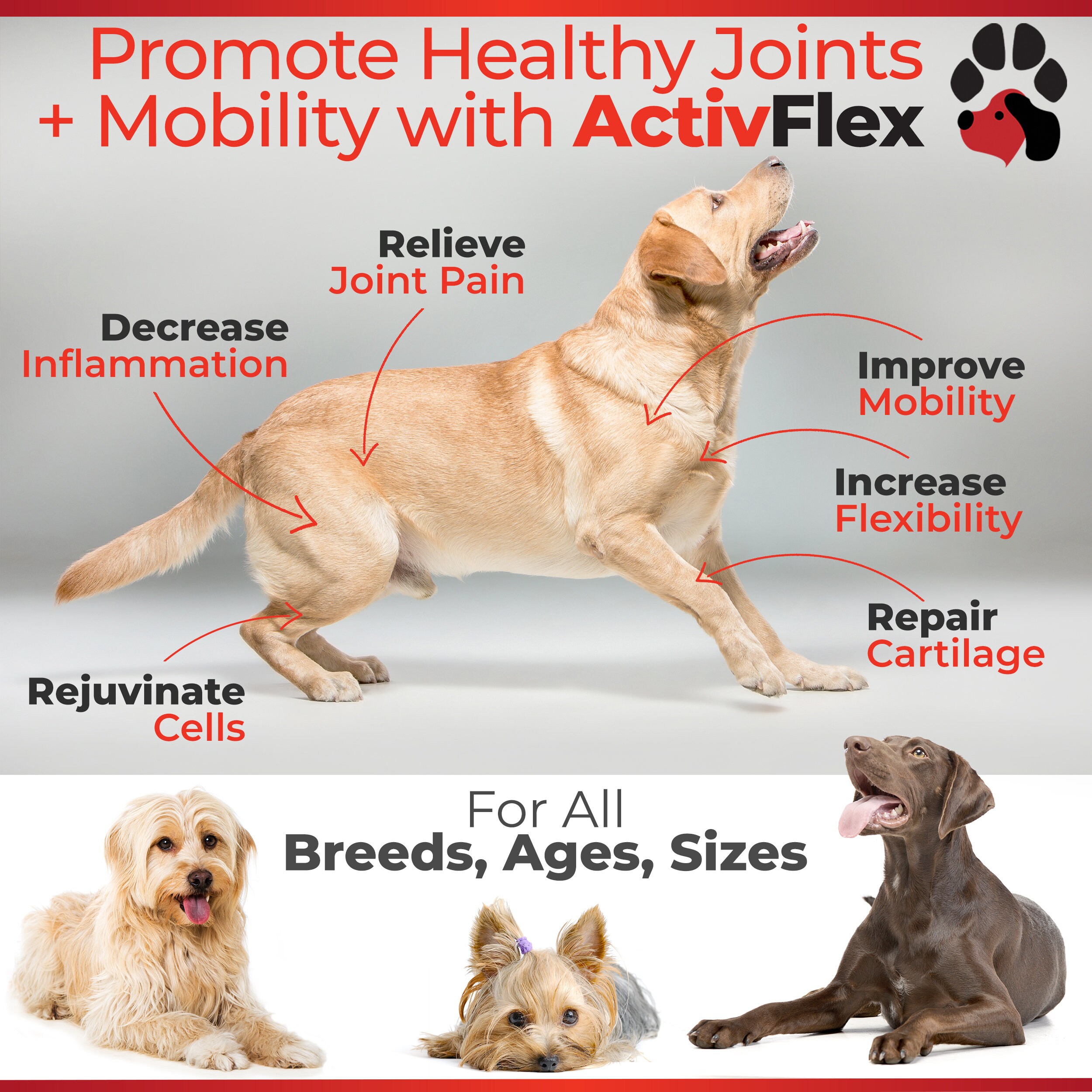 activflex for dogs