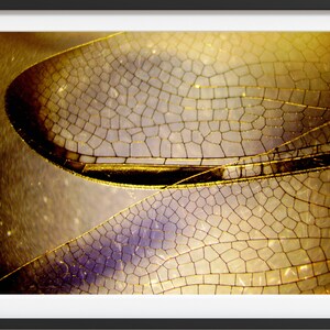Shimmering Wing