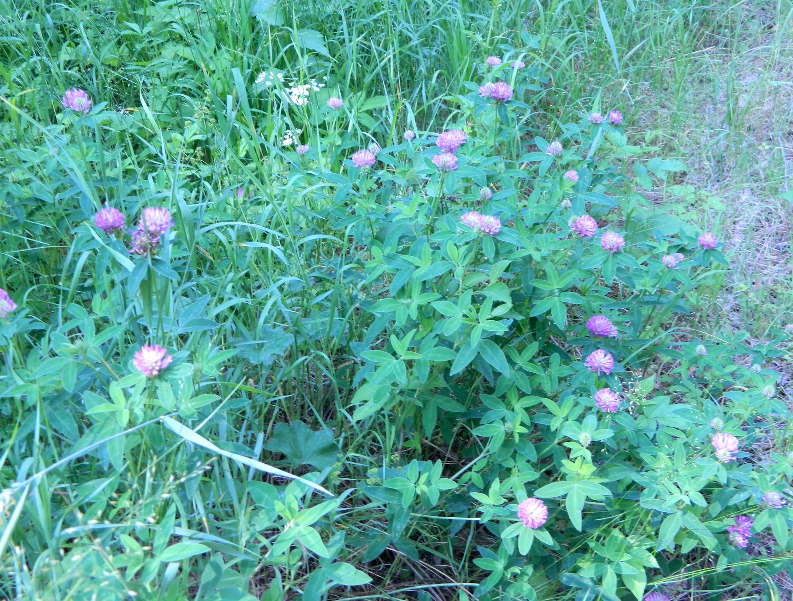 Organic dried Red Clover Flowers 2021 Harvest Red Clover Etsy