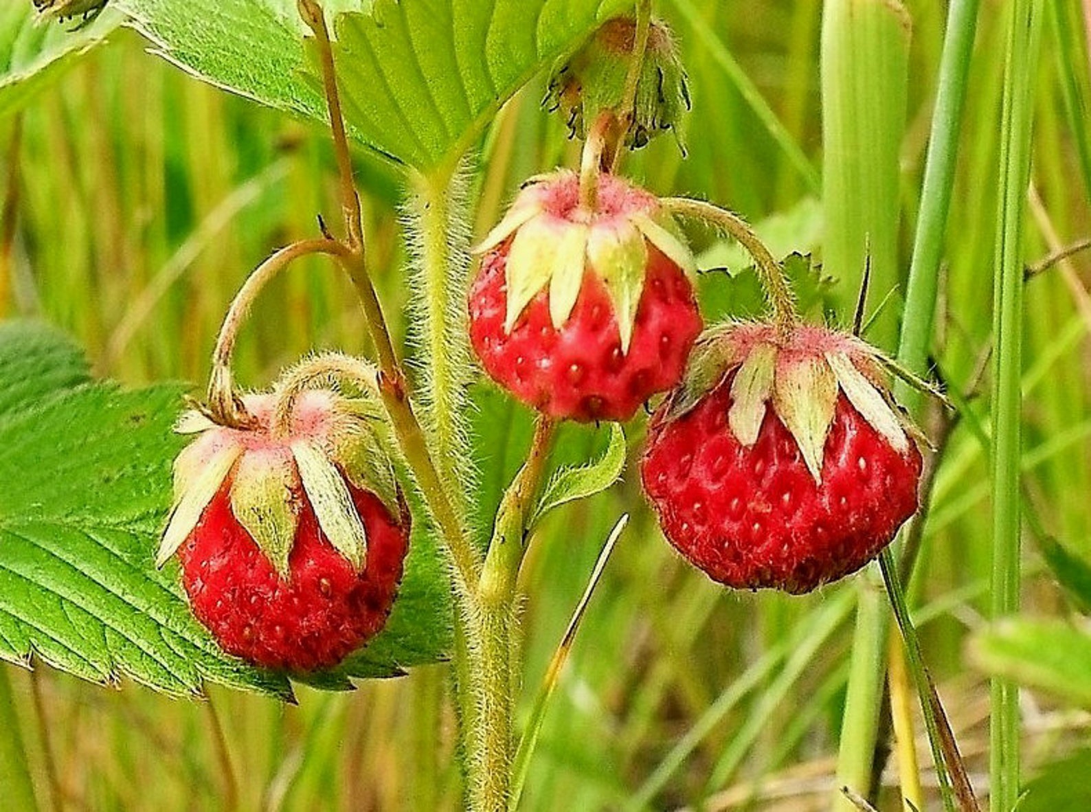 Organic dried russian wild forest Strawberries 2021 Harvest Etsy