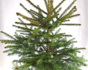Real, Living Norway Spruce Christmas Tree 3-4ft (90-120cm)