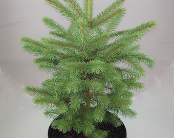 Real, Living Blue Spruce Christmas Tree 2-3ft (60-90cm)