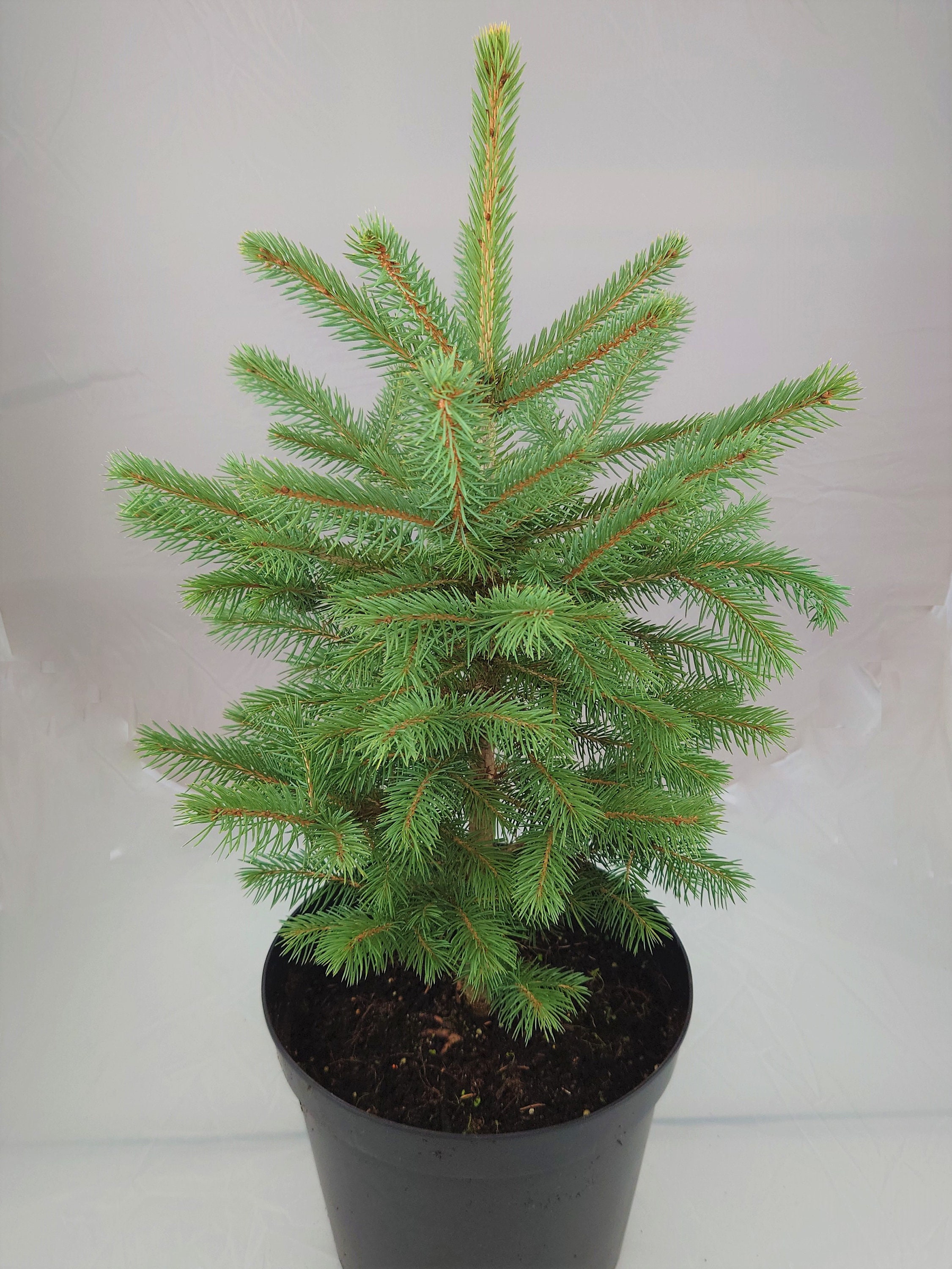 Real, Living Blue Spruce Christmas Tree 23ft 6090cm Etsy UK