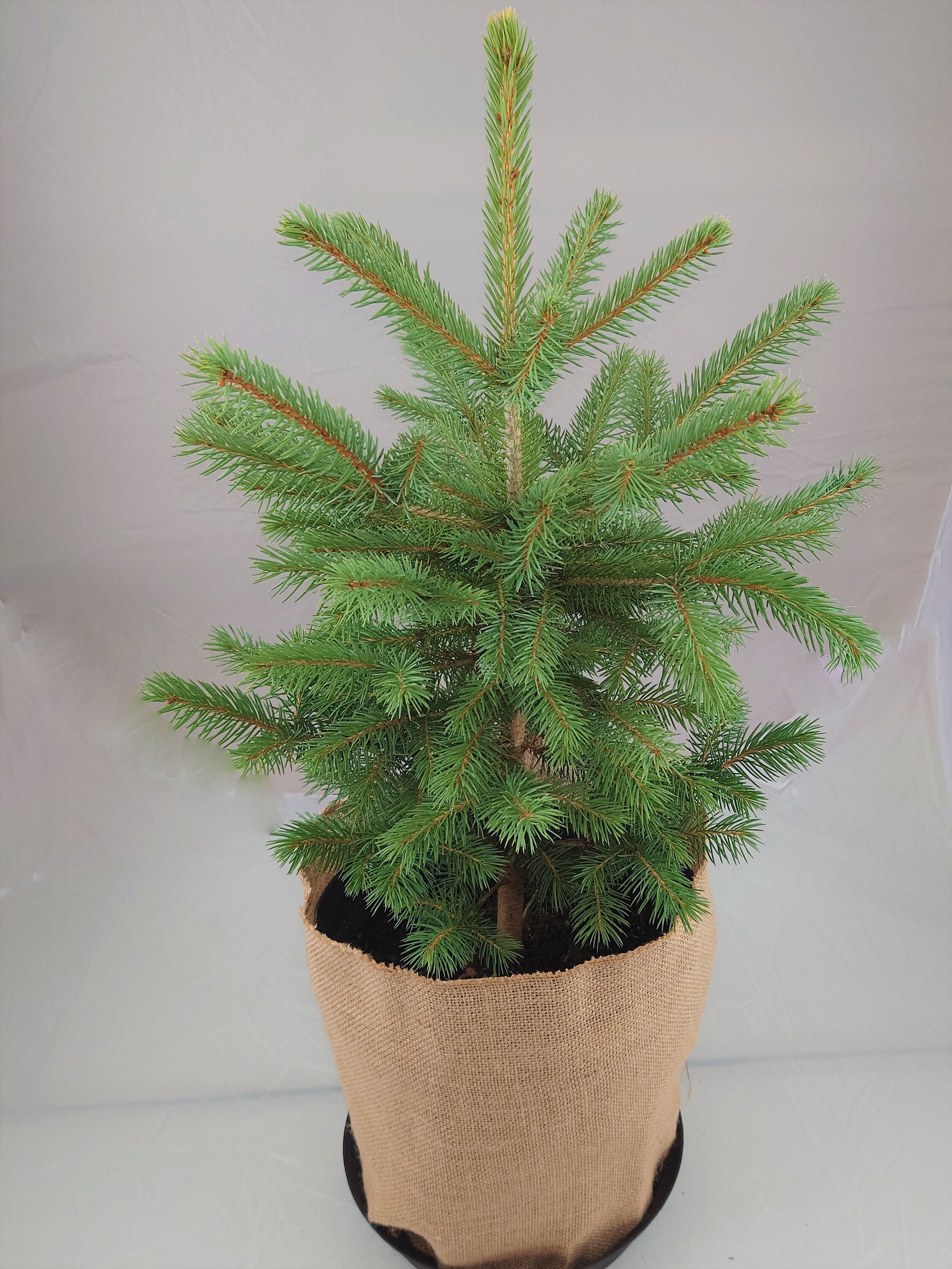 Real, Living Blue Spruce Christmas Tree 23ft 6090cm Etsy UK