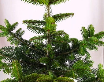 Real, Living Nordmann Fir Christmas Tree 2-3ft - (60 - 90cm)