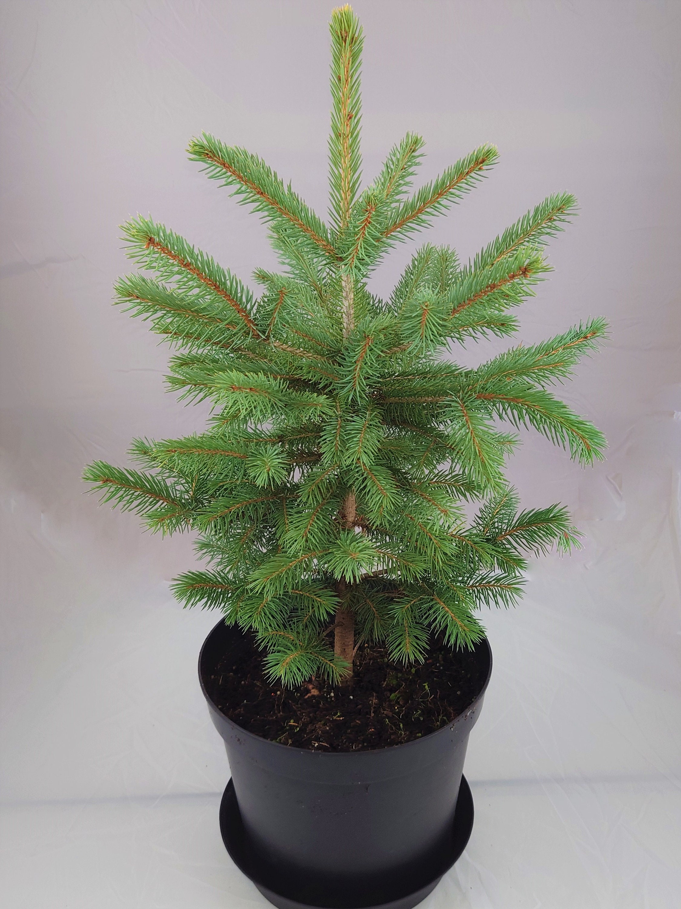 Real, Living Blue Spruce Christmas Tree 23ft 6090cm Etsy UK