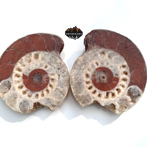 Può includere: Due ammoniti fossili con un motivo a spirale. Le ammoniti sono di colore marrone rossiccio con un centro bianco.