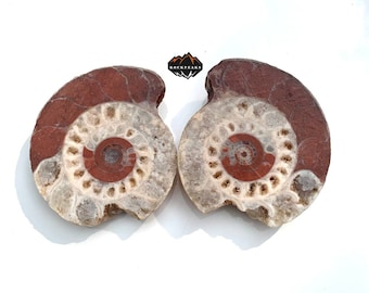 175g..AMAZING Ammonite!!! Pair Cut METALEGOCERATIDAE FOSSIL