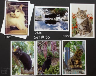 Set #56 Cats, Blank Note Cards, Handmade, Nature, Animal-lover Greetings, All-occasion, Pets, Kitty cards, Feline photos, hostess gift,