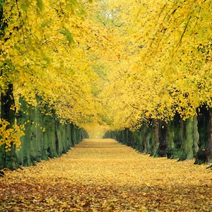 10 Photographic Greeting Cards. Woodland, Trees and Seasons. FREE delivery in UK.