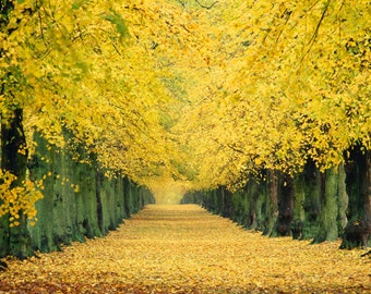 10 Photographic Greeting Cards. Woodland, Trees and Seasons. FREE delivery in UK.