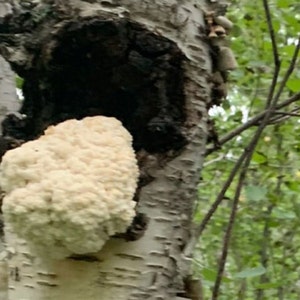Golden Mane Mycelium Syringe