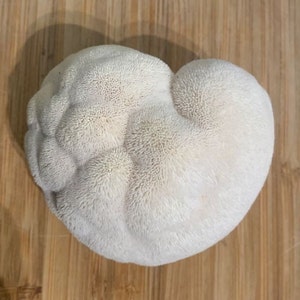Bears Head Mycelium Syringe
