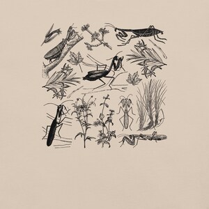 May include: A beige print featuring detailed black ink illustrations of various insects, including praying mantises and grasshoppers, along with botanical elements like leaves and sprigs. The artwork has a vintage, scientific illustration style.