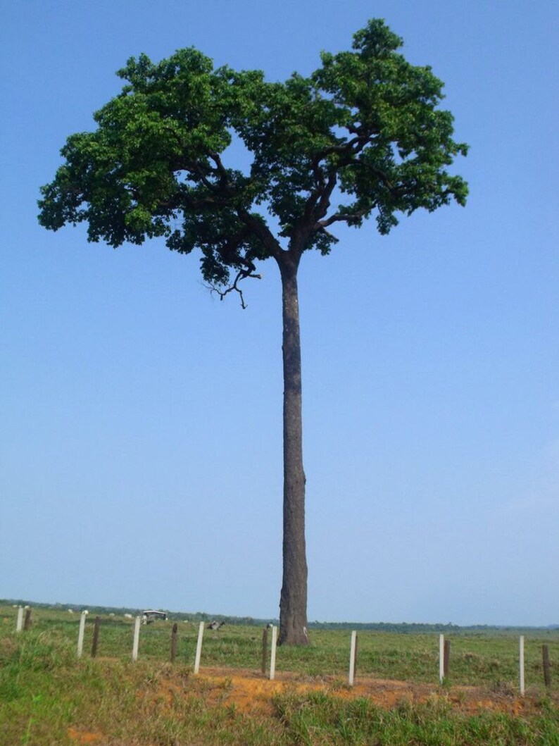 Brazil Nut Seed Bertholletia Excelsa H.B.K 1 Seed Etsy Israel