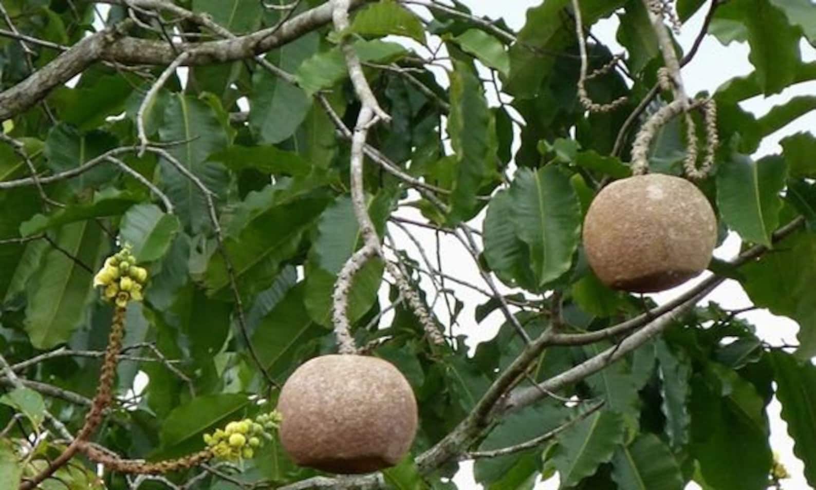 Brazil Nut Seed Bertholletia Excelsa H.B.K 1 Seed Etsy