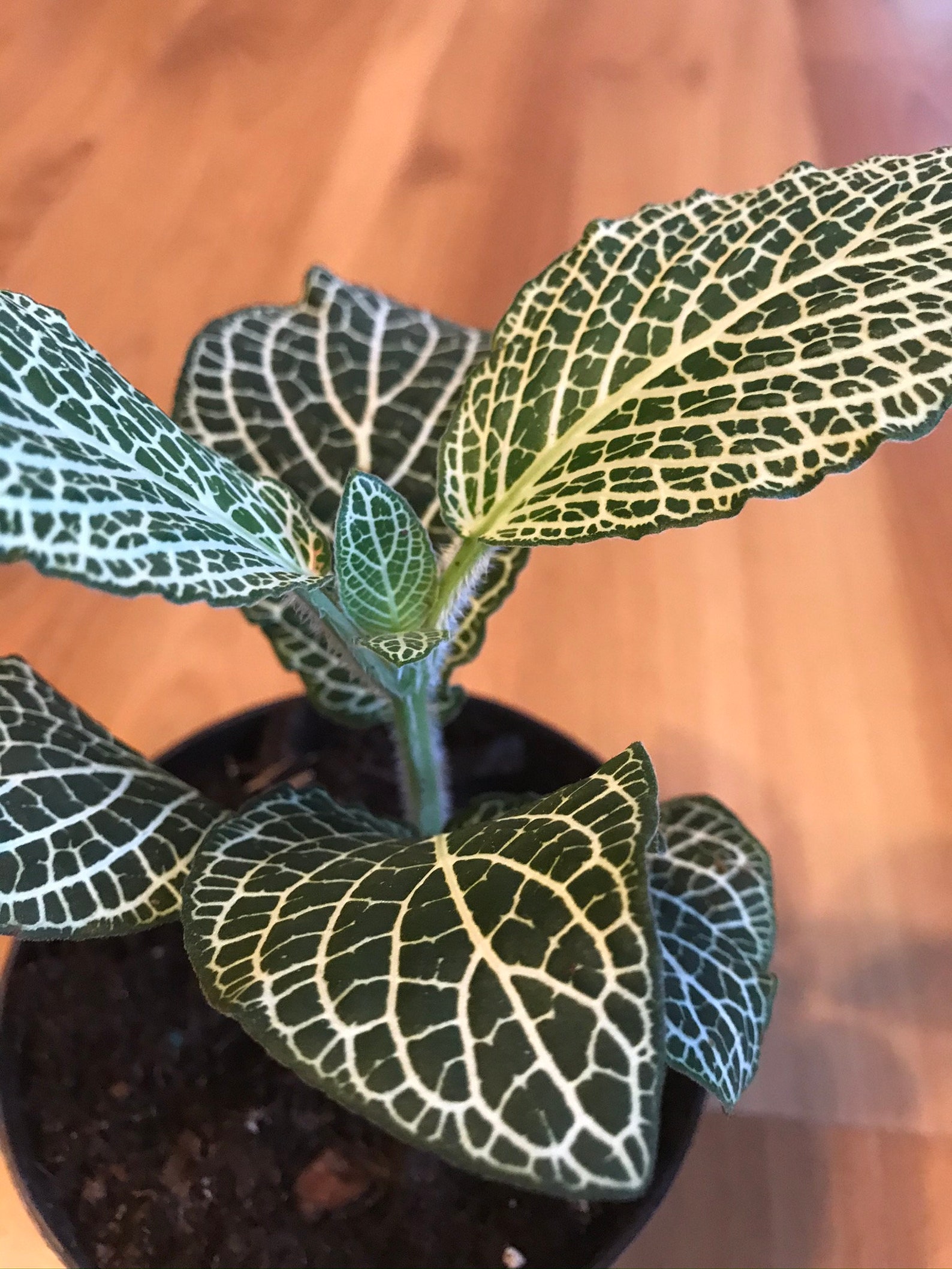 White Veined Nerve Fittonia Live Plant Easy Houseplant Etsy